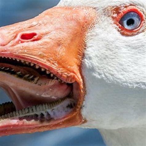 Angry Goose Teeth