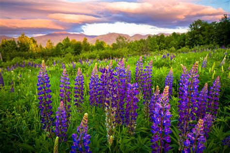 Download Landscape Purple Flower Path Field Flower Nature Lupine 4k