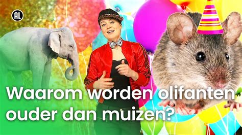 Waarom Worden Olifanten Ouder Dan Muizen Waarom Daarom Youtube