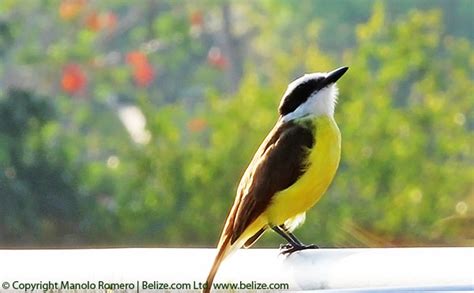 Birds Of Belize And Central America