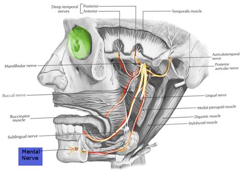 Anatomy Head And Neck Mental Nerve StatPearls NCBI Bookshelf