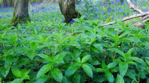 Dogs Mercury Mercurialis Perennis Woodland Trust