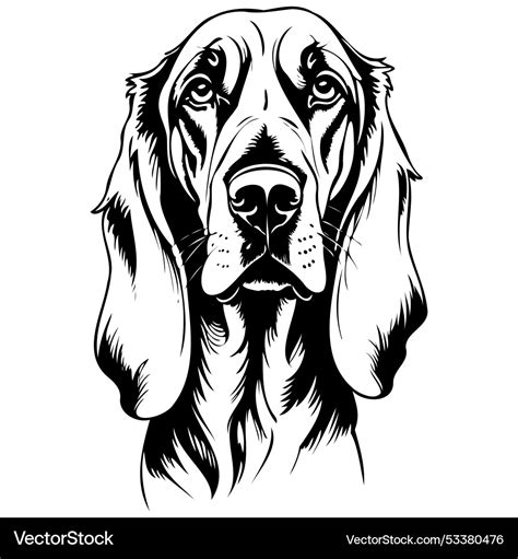 Bloodhound Portrait Ink Hand Drawn Animal Vector Image