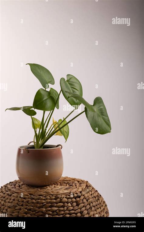 indoor green plants Stock Photo - Alamy