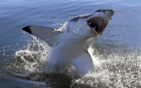 Watch Great White Shark Close Encounter With Surfers In Plettenberg Bay