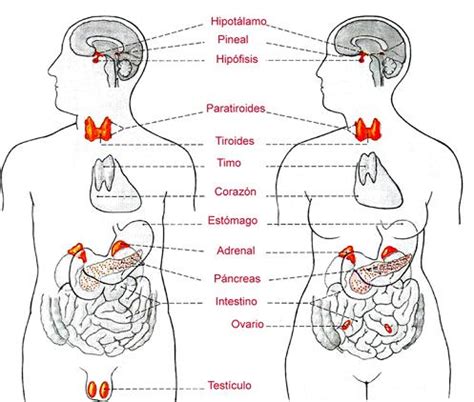 Sistema endocrino - WikicharliE