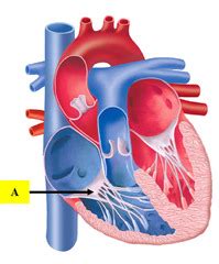 Tricuspid Valve Function