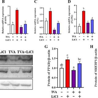 Mrna And Protein Expressions Of Fatty Acid Synthesis Related Genes In