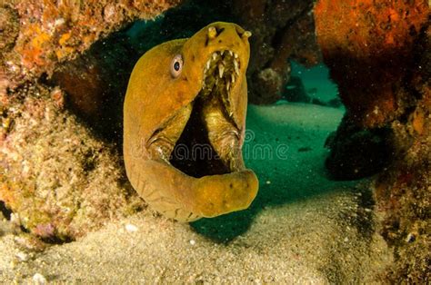 Gymnothorax Castaneano Verde Panâmico Imagem De Stock Imagem De