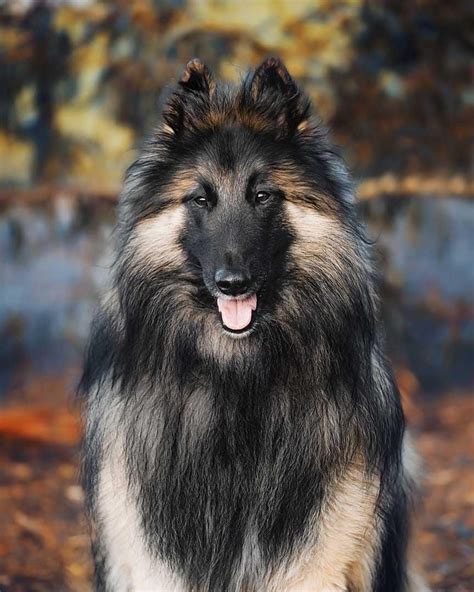 Belgian Tervuren Belgian Dog Belgian Tervuren Belgian Shepherd