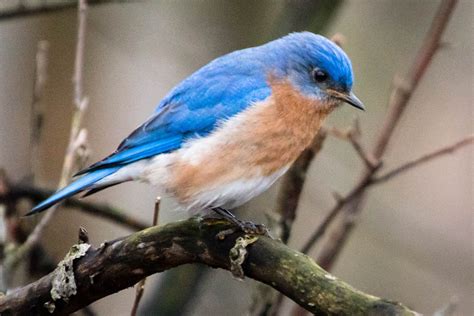 Bringing Back The Eastern Bluebird Chesapeake Bay Program