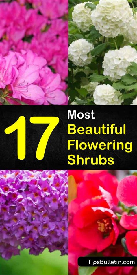 17 Most Beautiful Flowering Shrubs Amazing Bushes For A Colorful Garden