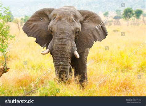 African Elephant Bull Kruger National Park Foto Stock 149275190