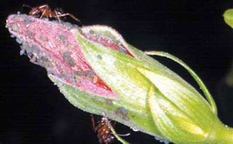 melon aphid or cotton aphid - Aphis gossypii Glover