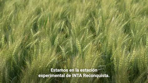 Red De Cultivares De Trigo Ensayos Claves Para El Sector YouTube