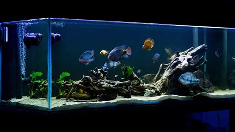 South American Cichlids Tank Setup