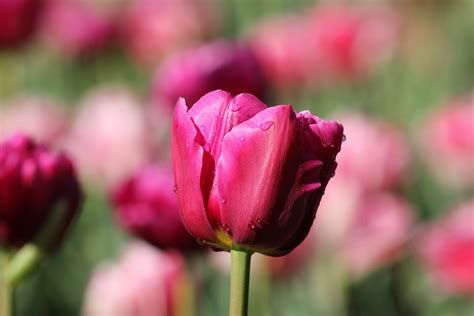 Close Up On Pink Tulip · Free Stock Photo