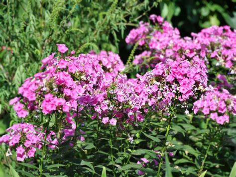 Should I Deadhead Phlox Flowers How To Remove Spent Phlox Blooms