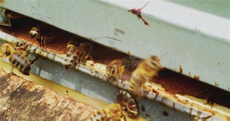 Bees Inside And Outside Of Entrance In Wooden Beehive Closeup Stock