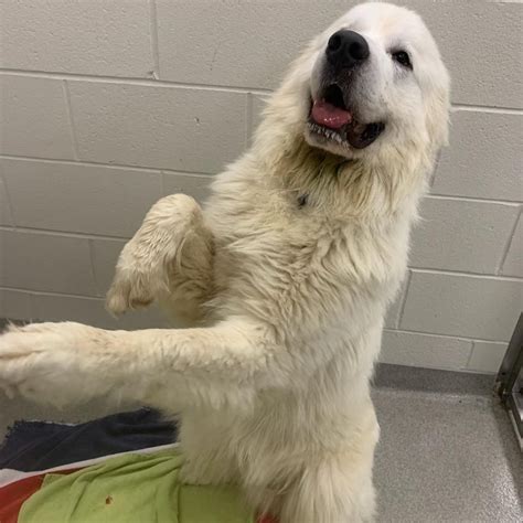 Salem Great Pyrenees Rescue Of Atlanta