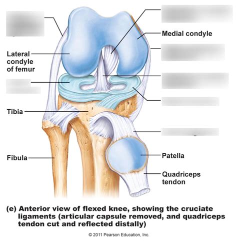 Diagram Of Knee Joint Quizlet