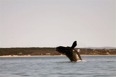 Endangered whales react to environmental changes