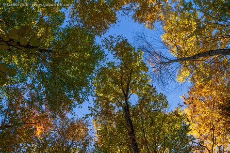 Fall Colors in the White Mountains | Gábor Ruff