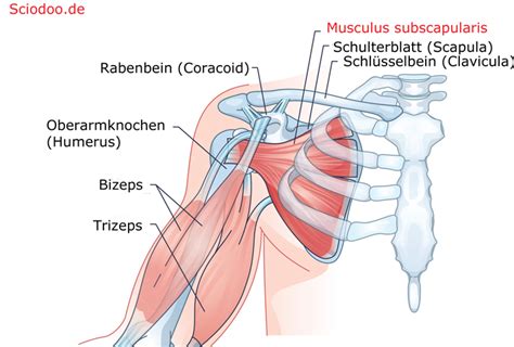 Schultergürtel Anatomie Muskeln Funktionen bei Menschen und