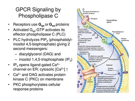 Ppt Biosignaling Powerpoint Presentation Free Download Id405720