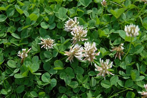 Wild White Clover Seed Trifolium Repens