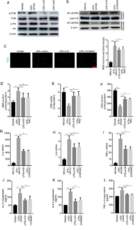 Pdf Octyl Itaconate Oi Attenuates Lipopolysaccharide Induced