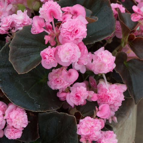 Begonia Semperflorens Doublet Rose” Silja