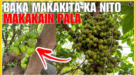 Prutas Na Tibig Di Madalas Pinapansin Makakain Pala At Marami Pang