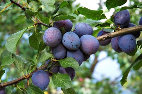 The Easy Way To Make Prunes And Preserve The Summer Plum Bountry