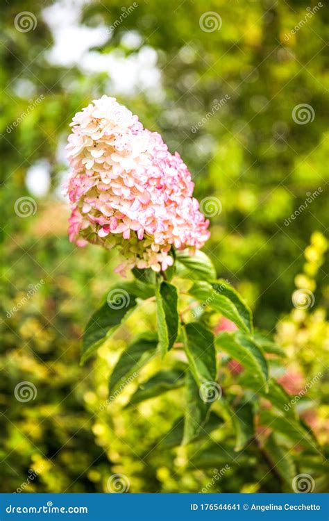 Blooming White and Pink Panicle Hydrangea - Hydrangea Paniculata in Green Garden Stock Image ...