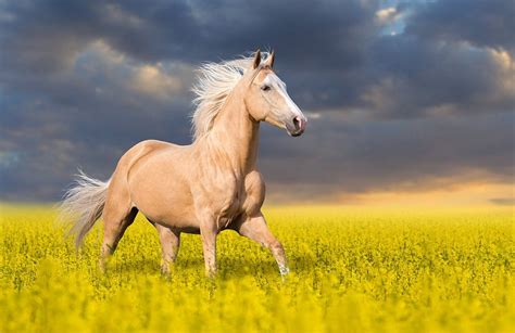 Palomino Horse Mural Wallpaper | Animal Wallpaper | Ever Wallpaper UK