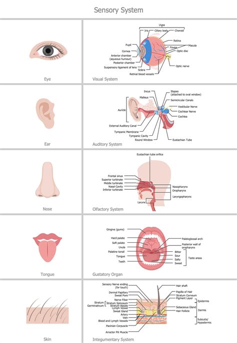 Making Medical Illustrations Conceptdraw Helpdesk