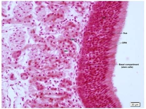 Olfactory Epithelium Histology