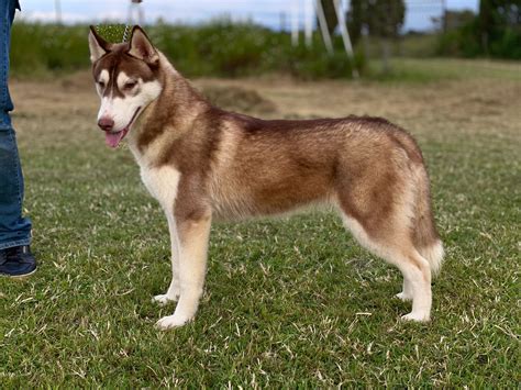 Venta De Cachorros Husky Siberiano Manto Rojo El Mejor Criadero