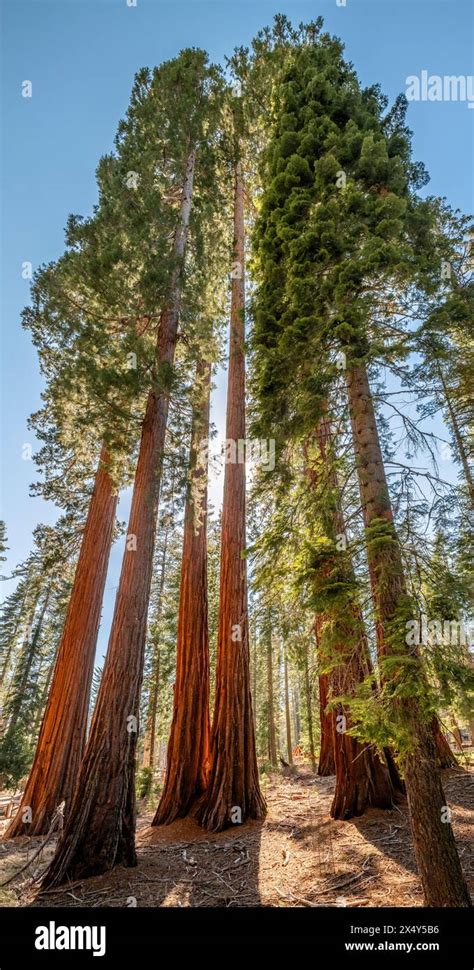 Giant Sequoias Mariposa Grove Yosemite National Park California Usa