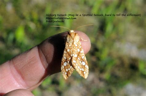 hickory tussock moth maine nature news