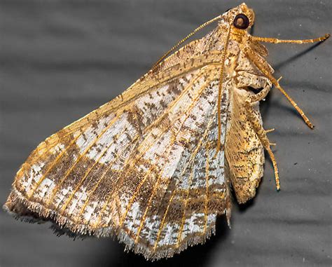 Faint Spotted Angle Digrammia Ocellinata Bugguide Net