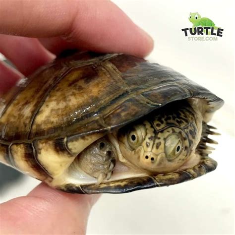 West African Side Necked Turtle For Sale