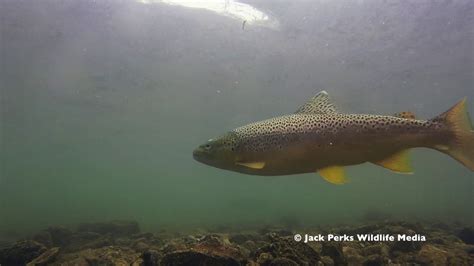 Big Brown And Rainbow Trout Feeding Youtube