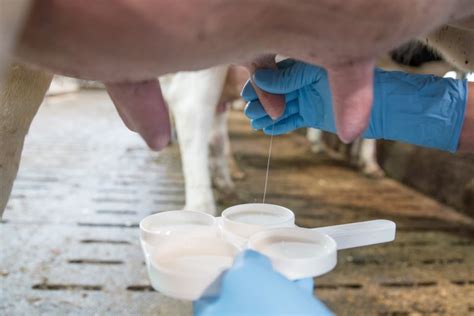 Mastitis En Vacas Experiencia Veterinaria