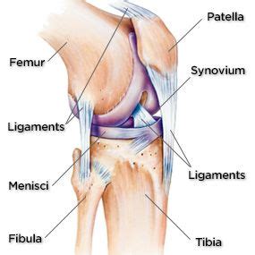 Knee noise crepitus and popping explained – Artofit