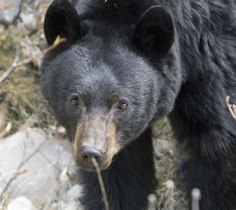 Judging Black Bear Size Big Bear Or Small Bear Bc Hunting Blog