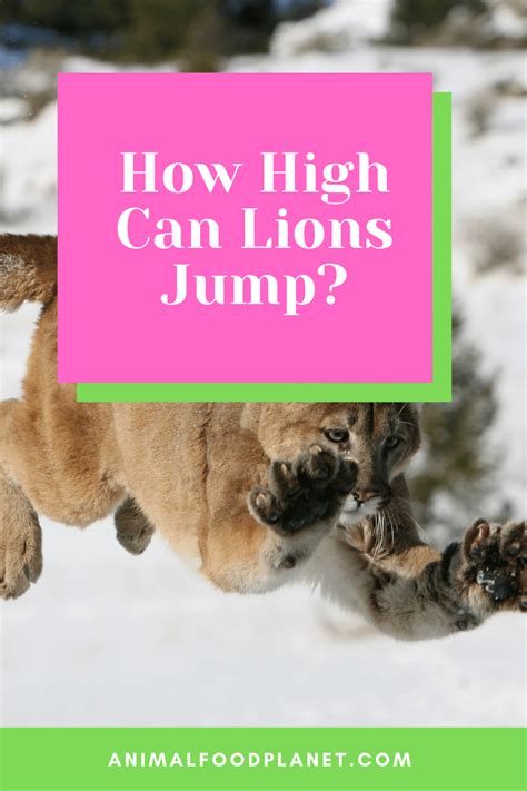 How High Can Lions Jump? That High!
