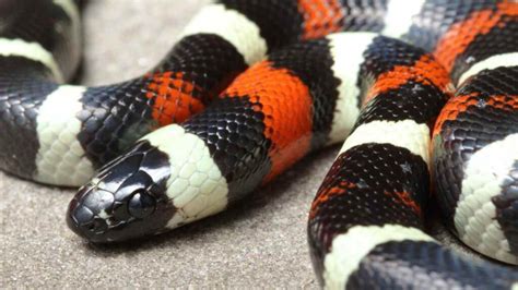 Milk Snake Names - Our Guide to Picking the Best! - Reptile Focus