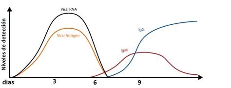 Por Qu Hacer La Prueba De Anticuerpos Igg E Igm Para Covid